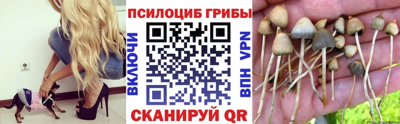 Галлюциногенные грибы Psilocybine cubensis  Шелехов 